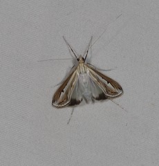 Euclasta maceratalis