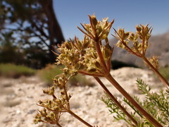Cymopterus hendersonii