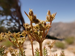 Cymopterus hendersonii