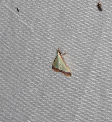 Autocharis hedyphaes