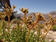 Cymopterus hendersonii