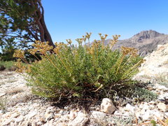 Cymopterus hendersonii