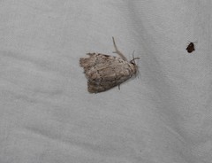 Barasa cymatistis