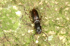 Chaetosoma colossa