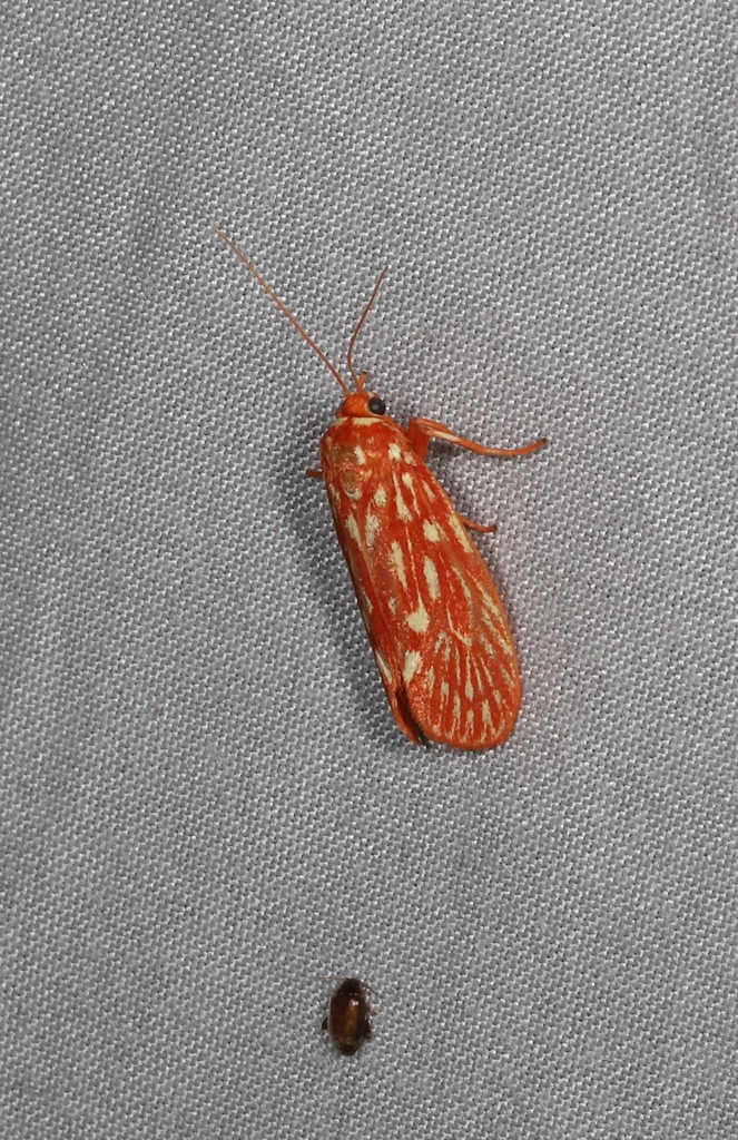 Lactura mactata