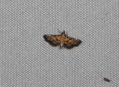Metasia polytima