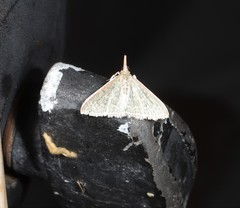 Myrmidonistis hoplora