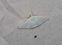 Oenochroma infantilis