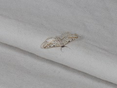 Parapoynx dentizonalis