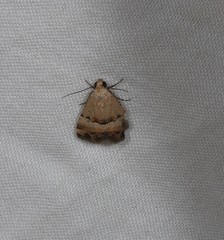 Pseudozarba orthopetes