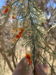 Jacksonia furcellata