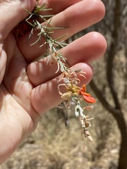 Jacksonia furcellata