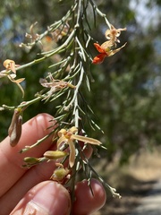 Jacksonia furcellata