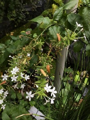 Plumbago zeylanica