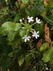 Plumbago zeylanica
