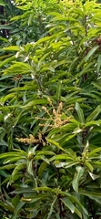 Mangifera indica