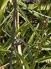 Archaeosynthemis leachii