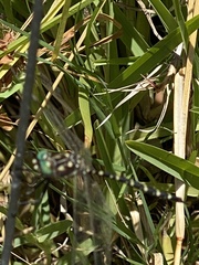 Archaeosynthemis leachii