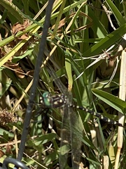 Archaeosynthemis leachii