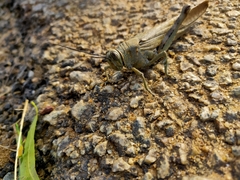 Anacridium flavescens