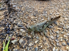 Anacridium flavescens