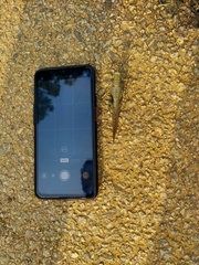 Anacridium flavescens