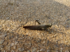 Anacridium flavescens