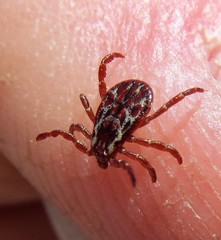 Dermacentor andersoni