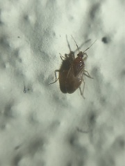 Lasiochilus pallidulus