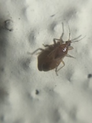 Lasiochilus pallidulus