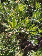 Baccharis neaei