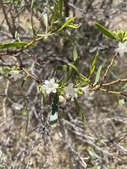 Myoporum platycarpum