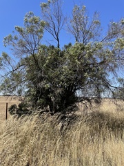 Myoporum platycarpum