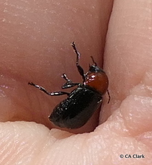 Cryptocephalus sanguinicollis