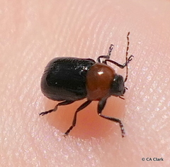 Cryptocephalus sanguinicollis