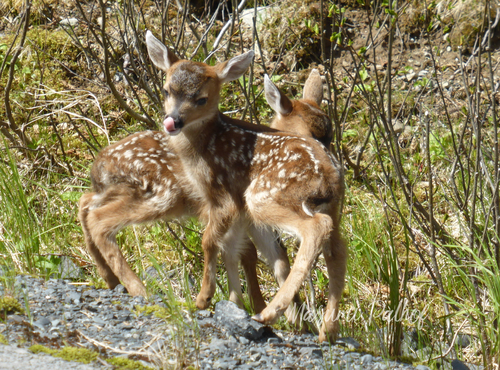 Sitka Black-tailed Deer photographed in Alaska