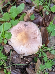 Agaricus albolutescens