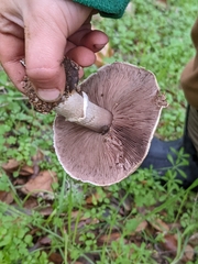 Agaricus albolutescens