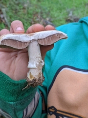 Agaricus albolutescens