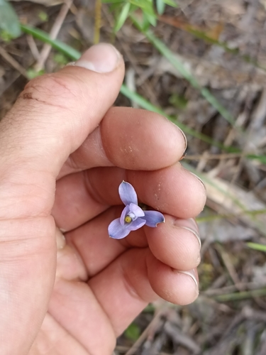 Image of Thelymitra tholiformis by (c) Oscar Dove, some rights reserved (CC BY)