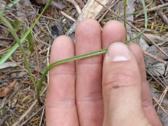 Thelymitra tholiformis
