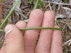 Thelymitra tholiformis