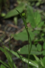 Bupleurum polyphyllum