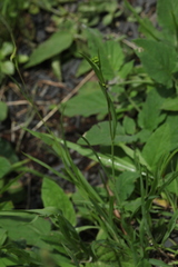 Bupleurum polyphyllum