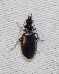 Platynus cincticollis