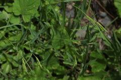 Bupleurum polyphyllum