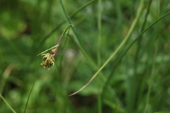 Bupleurum polyphyllum