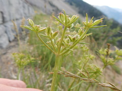 Cymopterus hendersonii