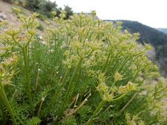 Cymopterus hendersonii