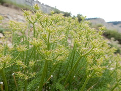 Cymopterus hendersonii